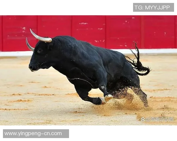 你不知道的公牛：十大冷知识大揭秘